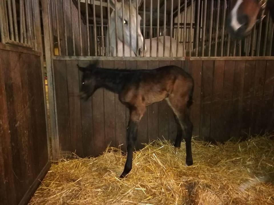 49653961_385435158696820_6459518336580452352_n