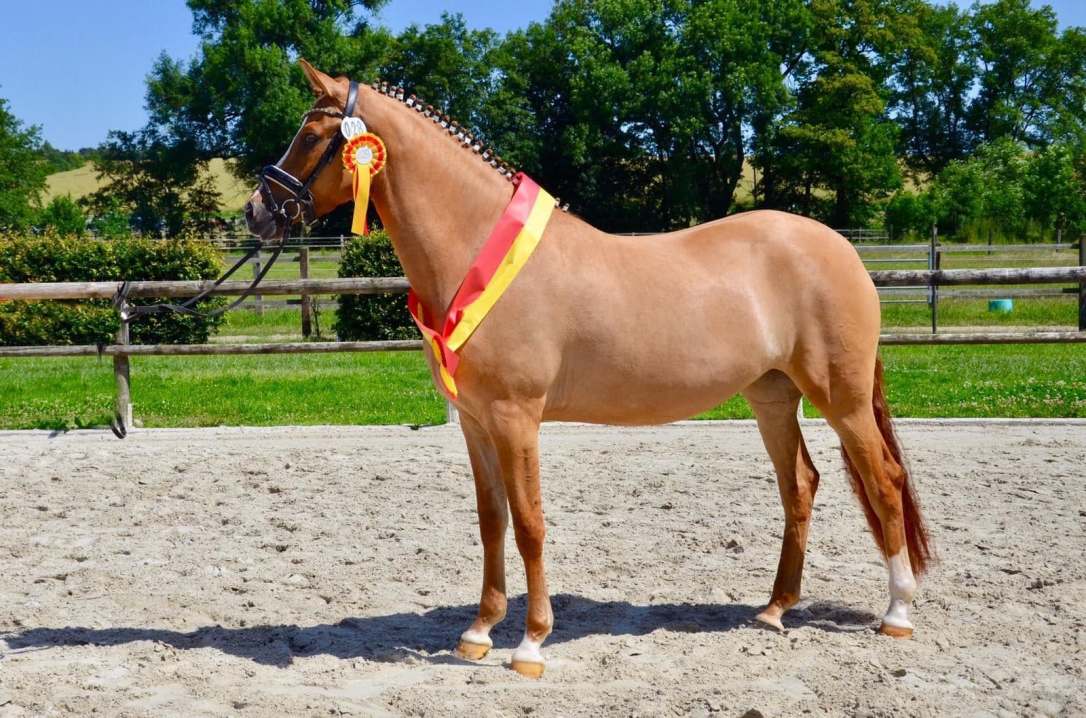 65628139_456372208253741_3614437248436535296_n